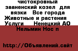 чистокровный зааненский козел  для вязки - Все города Животные и растения » Услуги   . Ненецкий АО,Нельмин Нос п.